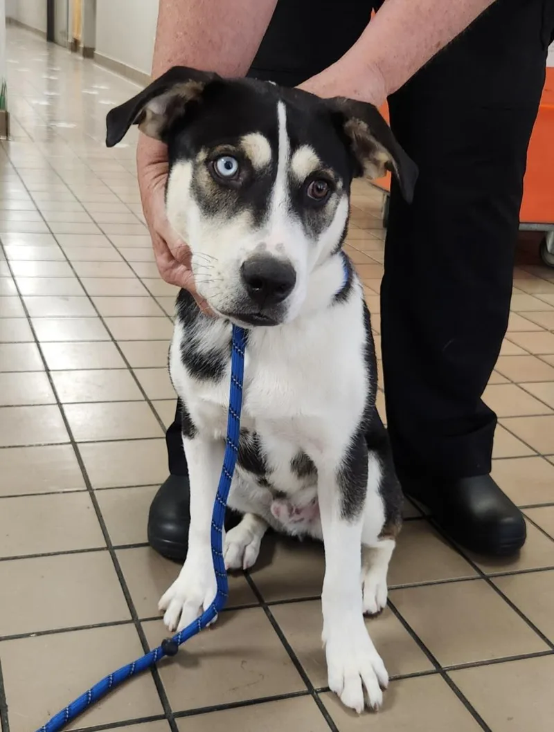A young medium-sized male Husky dog named Steely Dan for adoption in Burbank, CA