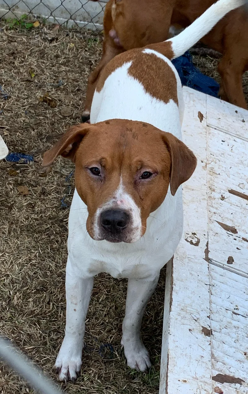 A young large-sized male Rhodesian Ridgeback dog named Rudy for adoption in Lexington, MS