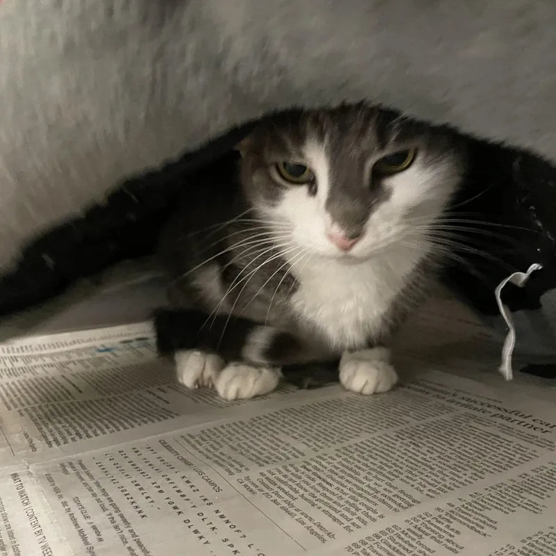 An adult medium-sized female American Shorthair cat named Alexa and Max for adoption in North Kingstown, RI