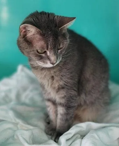 An adult medium-sized female Tabby cat named Andie for adoption in Oakland Park, FL