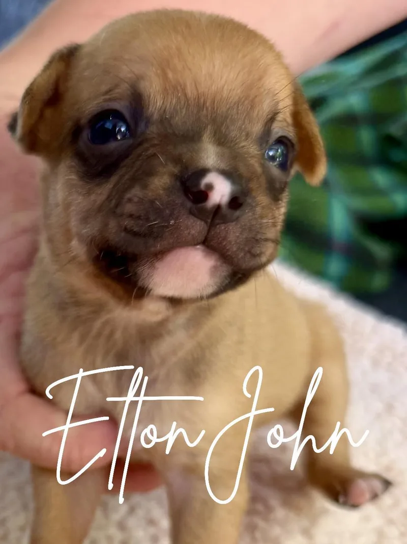 A baby small-sized male Apricot / Beige Chihuahua dog named Elton John for adoption in Herald, CA