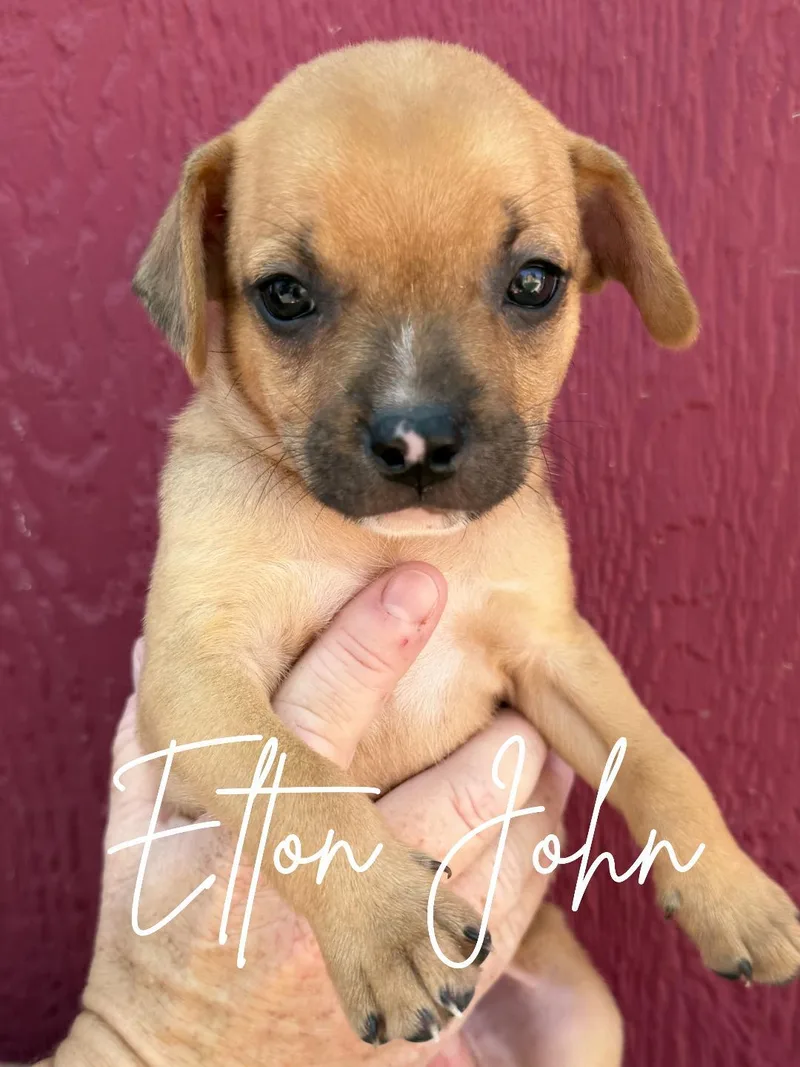 Elton John thumbnail 2