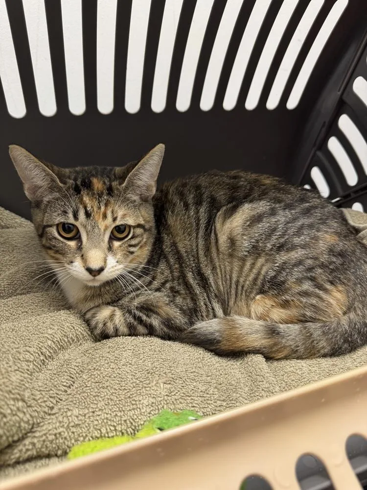 A baby small-sized female Domestic Short Hair cat named Mindy for adoption in Deland, FL