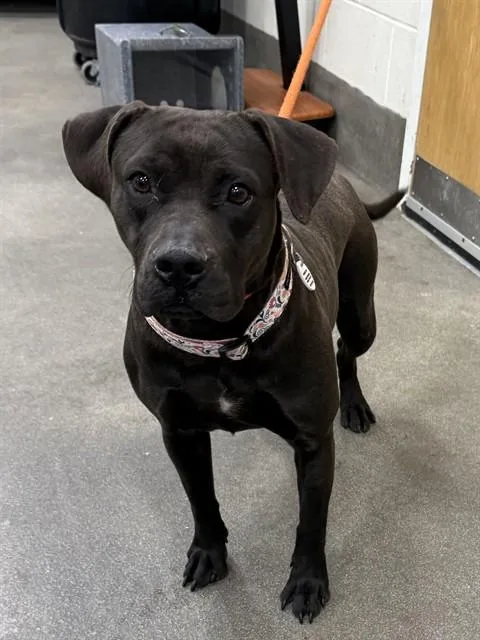 An adult medium-sized female Pit Bull Terrier dog named Scout for adoption in Upper Marlboro, MD