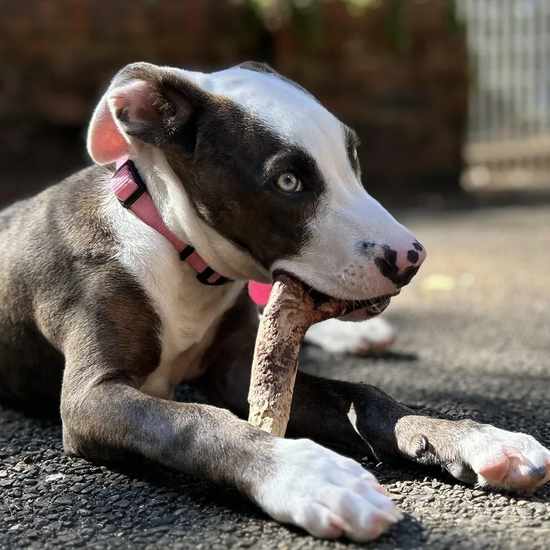 A baby medium-sized female Brindle Mixed Breed dog named Miley for adoption in Tunica, MS