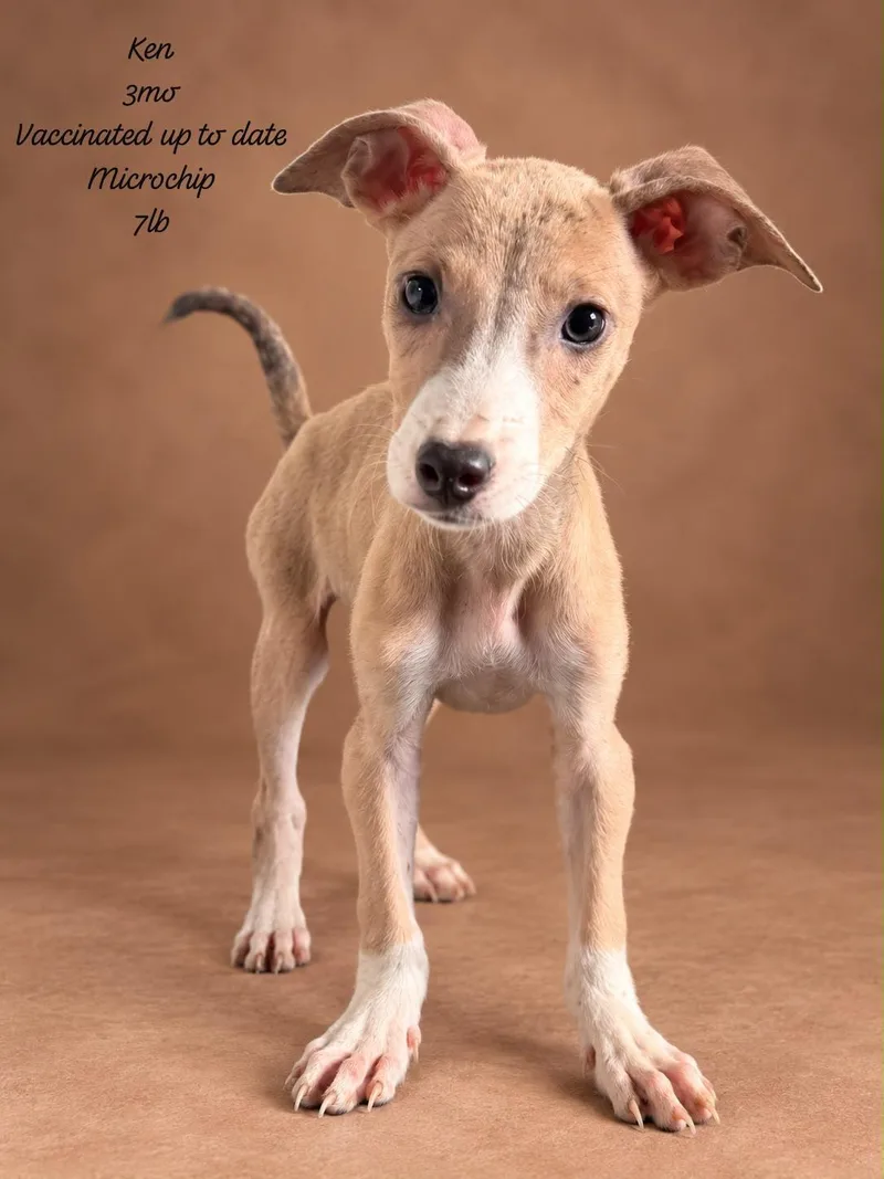 A baby medium-sized male Yellow / Tan / Blond / Fawn Labrador Retriever dog named Ken for adoption in New York, NY