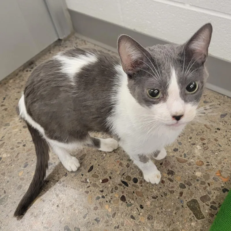 An adult medium-sized female Gray / Blue / Silver Domestic Short Hair cat named Juno for adoption in Phoenix, AZ