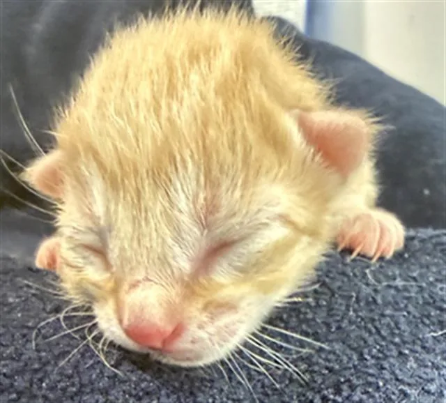 A baby medium-sized female Domestic Short Hair cat named Rocket for adoption in Dallas, TX