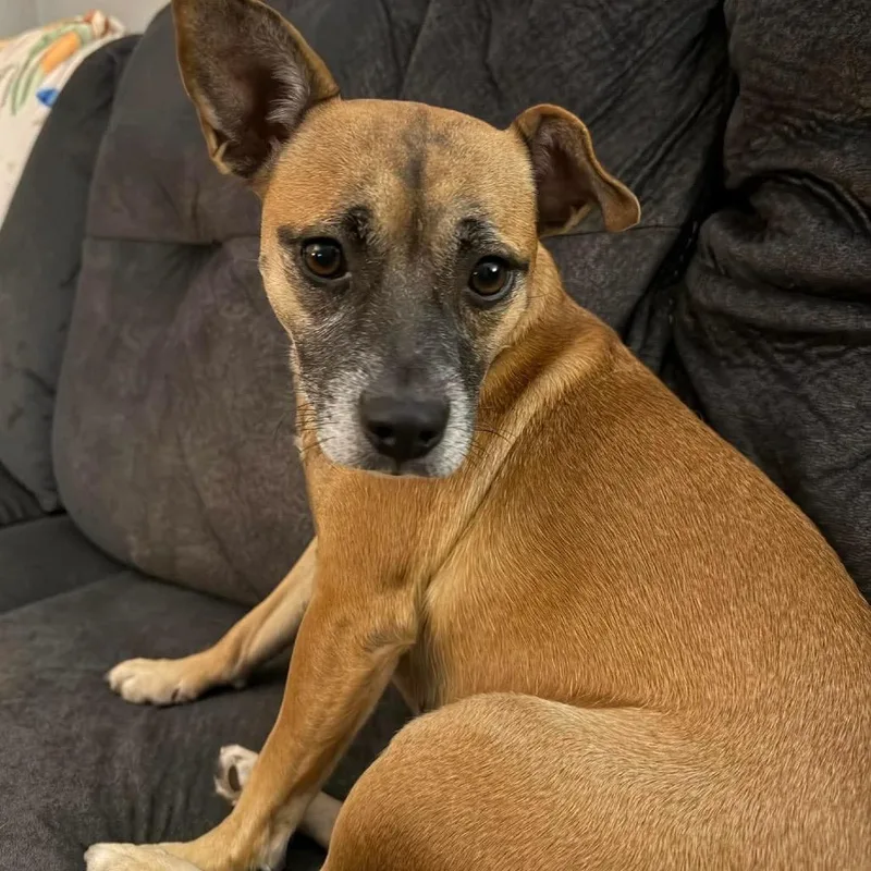 An adult small-sized female Yellow / Tan / Blond / Fawn Chihuahua dog named Chapis for adoption in Alma, WI