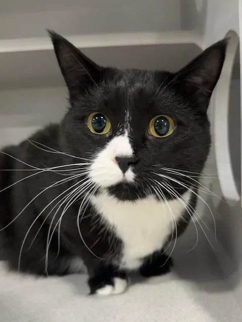An adult medium-sized female Black & White / Tuxedo Domestic Short Hair cat named Freida for adoption in Webster City, IA