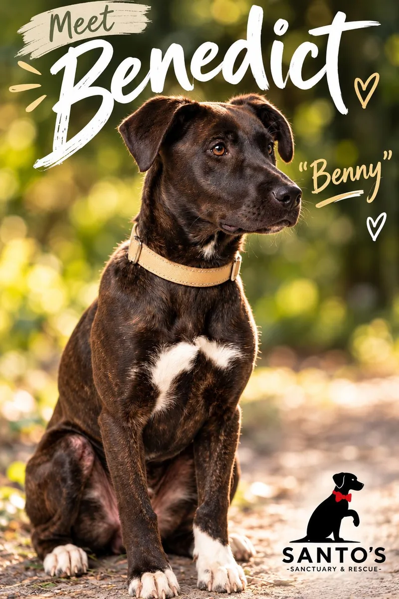 A young medium-sized male Brindle Black Mouth Cur dog named Benedict AKA Benny for adoption in houston, TX