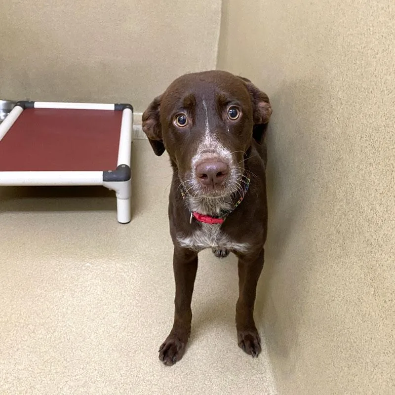 A young medium-sized female Brown / Chocolate Chocolate Labrador Retriever dog named Reilly for adoption in Monroe, GA