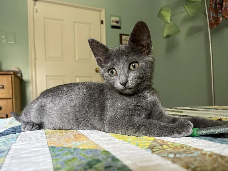 A baby medium-sized female Gray / Blue / Silver Domestic Short Hair cat named Ponyo for adoption in Charles Town, WV