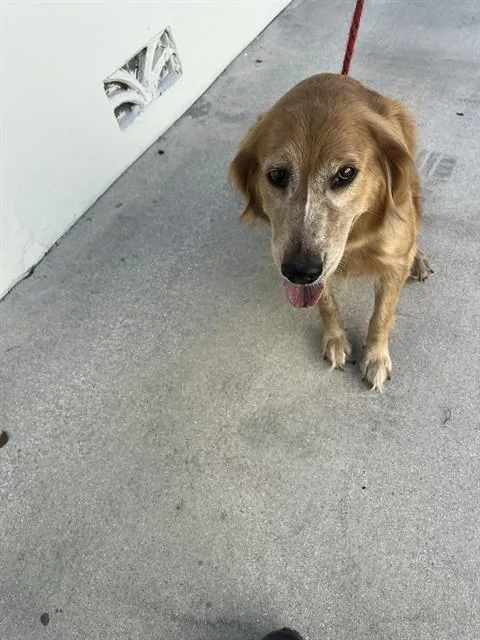 An adult small-sized female Golden Retriever dog named Purple for adoption in Miami, FL