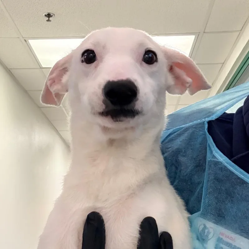 A young small-sized male Jack Russell Terrier dog named Galloway for adoption in Reno, NV