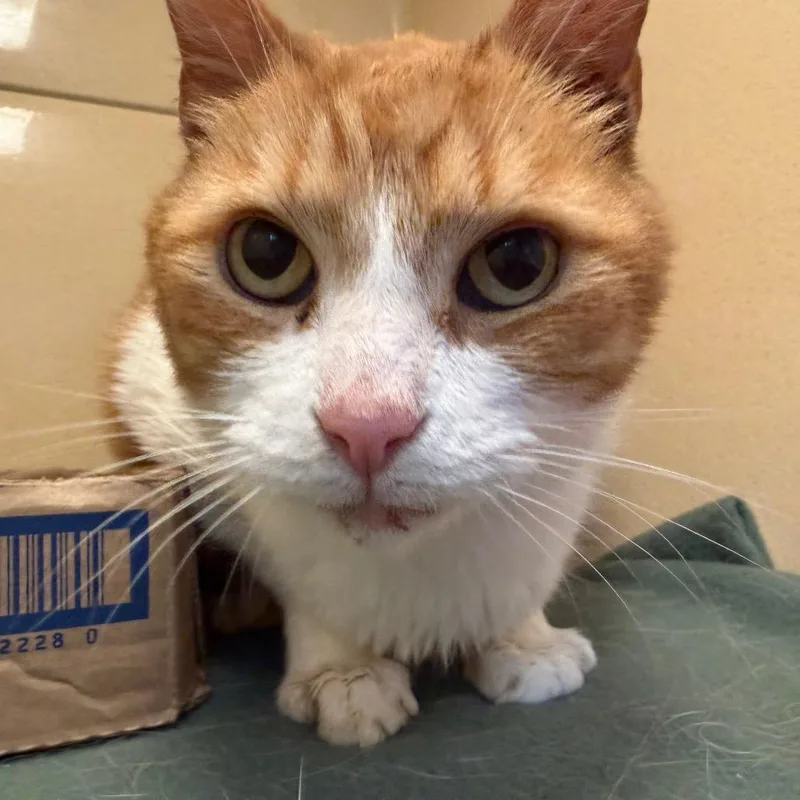 A senior medium-sized male Orange / Red Domestic Medium Hair cat named Little Tom for adoption in Beckley, WV