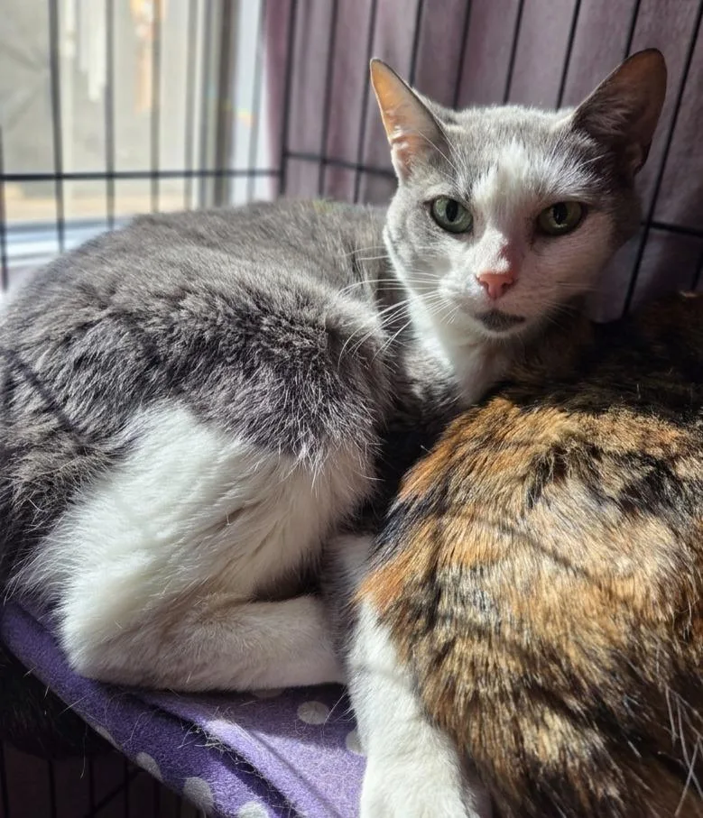 An adult medium-sized female Domestic Short Hair cat named Sassy for adoption in Rutherfordton, NC