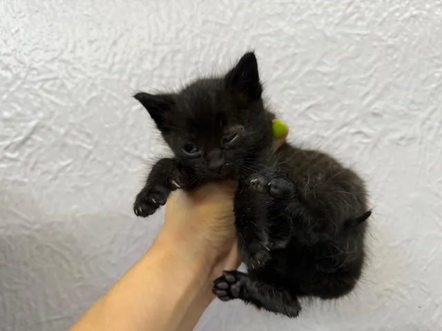 A baby small-sized female Domestic Short Hair cat named Leah for adoption in Fairfield, CA
