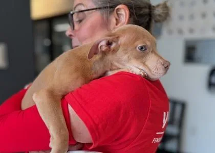 A baby medium-sized female Mixed Breed dog named Ninny for adoption in West Chester, PA