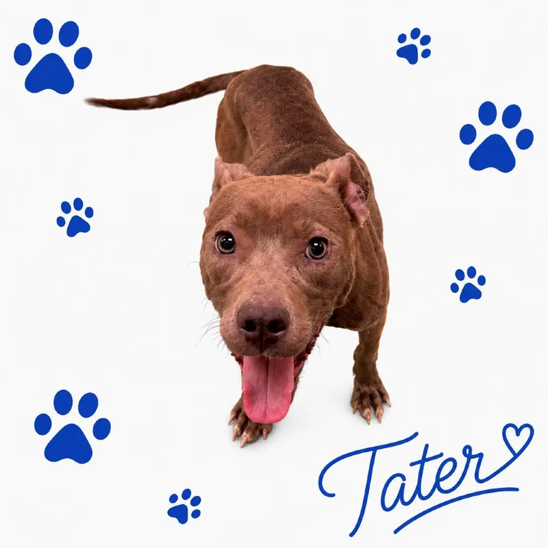 Tater