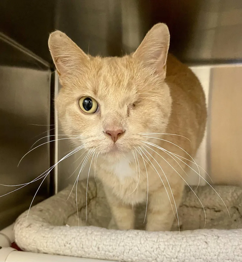 An adult medium-sized male Domestic Short Hair cat named Mono for adoption in Fargo, ND