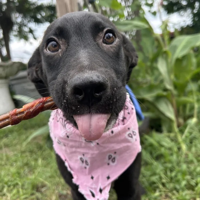 A baby small-sized female Black Labrador Retriever dog named Glenda for adoption in West Point, MS