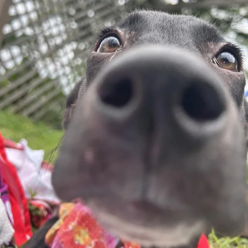 Glenda thumbnail 5
