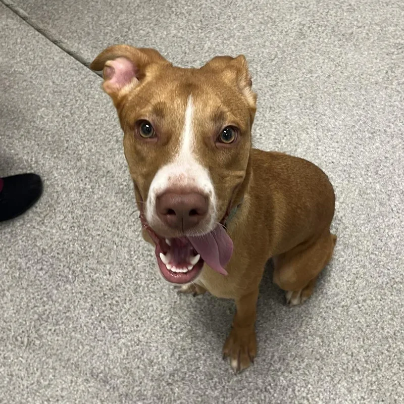 A young medium-sized male Brown / Chocolate Mixed Breed dog named Buddy for adoption in Matteson, IL