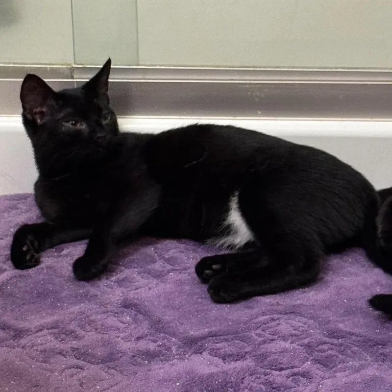A baby small-sized female Black Domestic Short Hair cat named Bikini for adoption in Brevard, NC