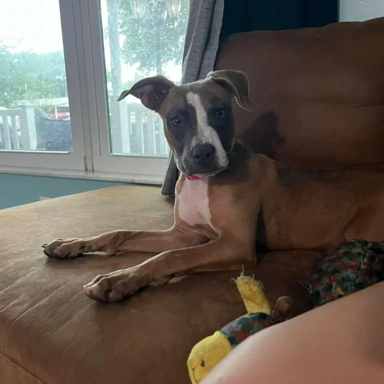 A young medium-sized male Brown / Chocolate Mixed Breed dog named Bandit for adoption in Merritt Island, FL
