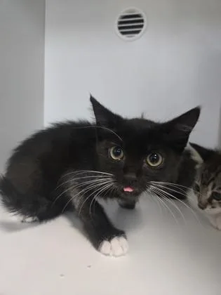 A baby small-sized female Domestic Short Hair cat named Lillard for adoption in Savannah, GA