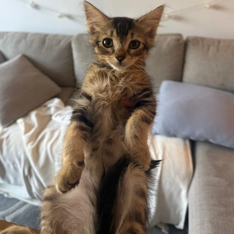 A baby small-sized male Brown / Chocolate Domestic Short Hair cat named Tostitos for adoption in Los Angeles, CA