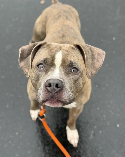 An adult medium-sized female Pit Bull Terrier dog named Gertie for adoption in Kent, WA