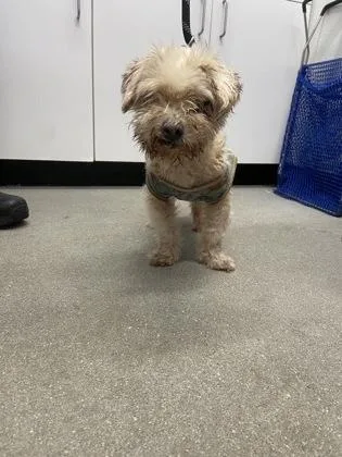 A senior small-sized male Mixed Breed dog named Ratatouille for adoption in West Chester, PA