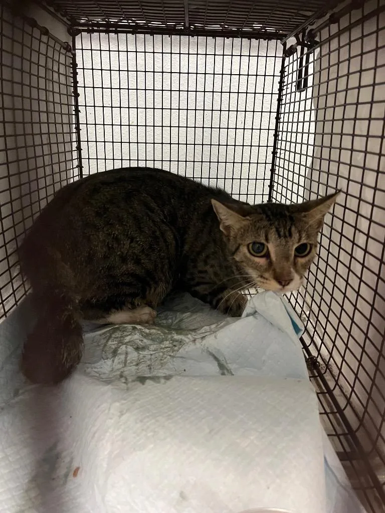 A young medium-sized female Domestic Short Hair cat named Schaaf Feral for adoption in New Braunfels, TX