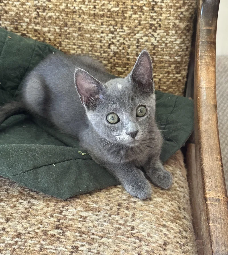 A baby medium-sized female Gray / Blue / Silver Domestic Short Hair cat named Mabel Little Star for adoption in Prescott, AZ