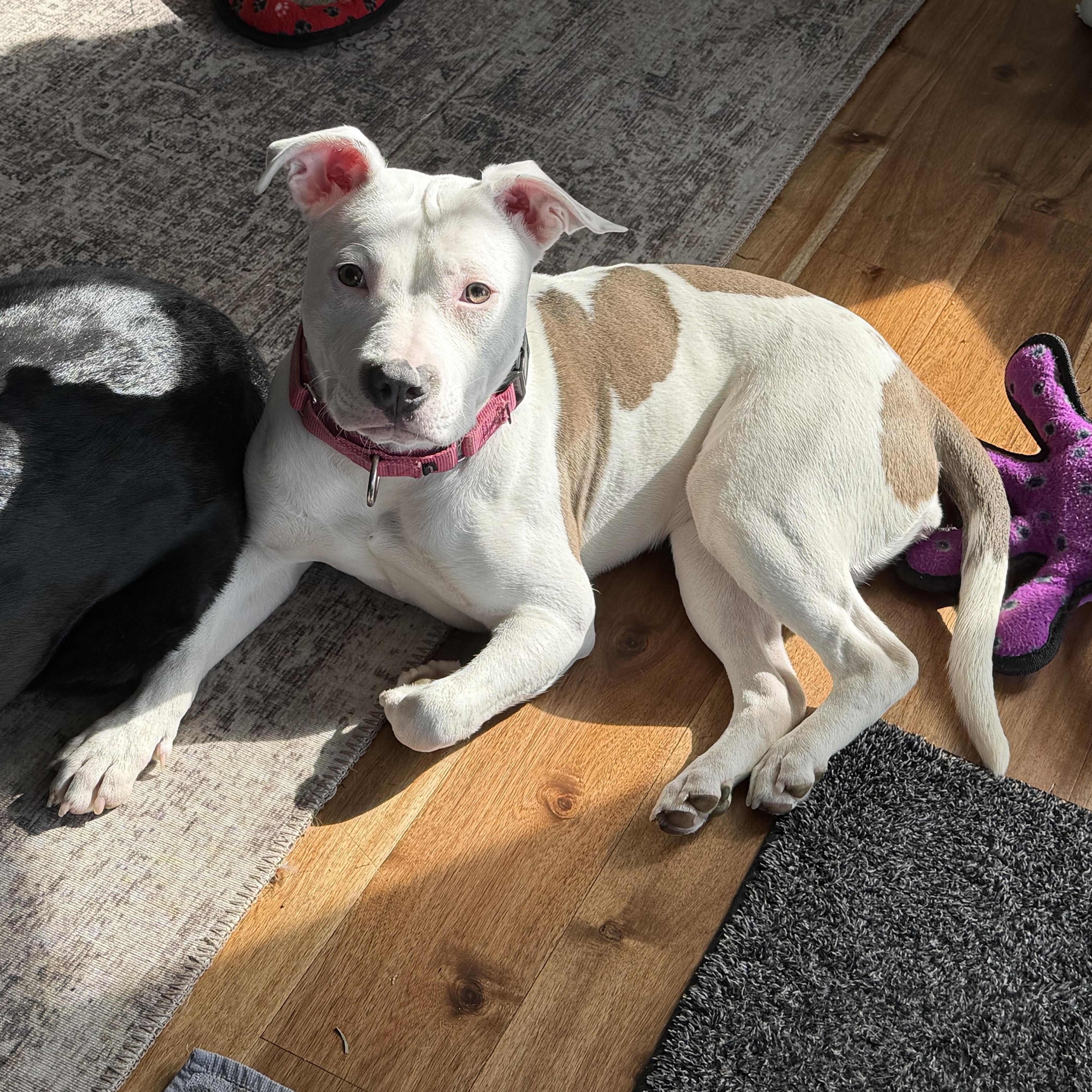 A baby medium-sized female Yellow / Tan / Blond / Fawn Pit Bull Terrier dog named Isla for adoption in Peotone, IL