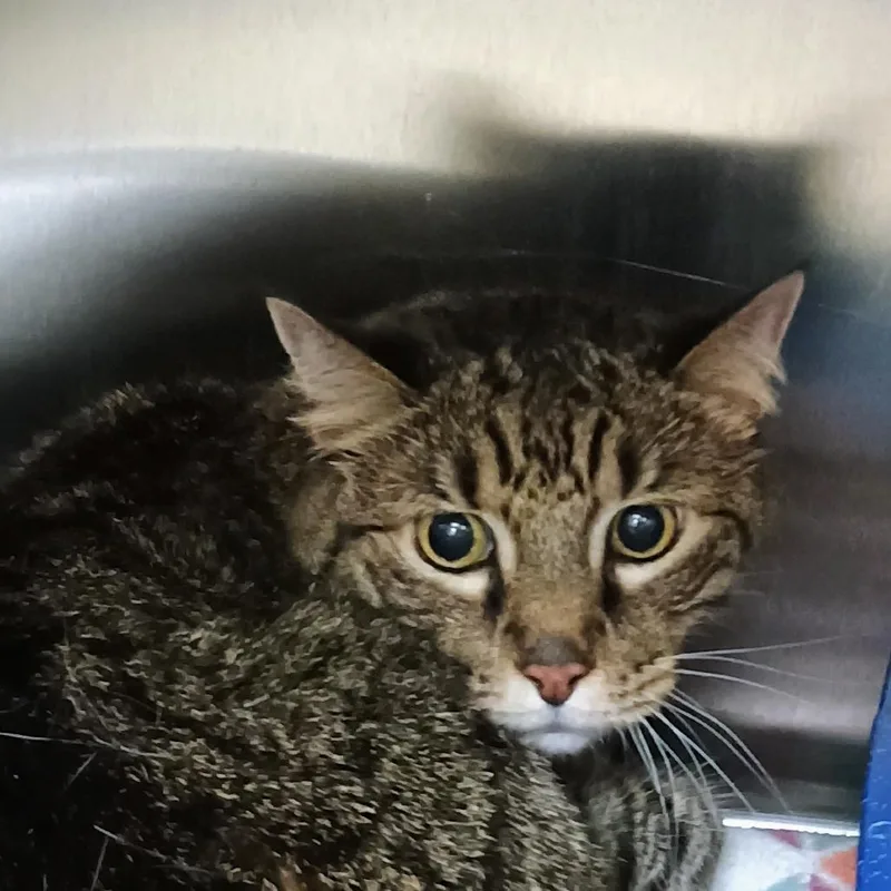 A senior small-sized male Gray / Blue / Silver Domestic Short Hair cat named Beaufourd for adoption in Palestine, TX