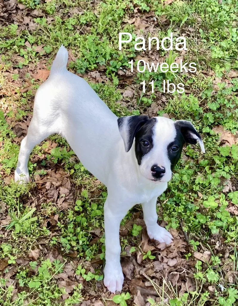 A baby small-sized female Jack Russell Terrier dog named Panda for adoption in Welling, OK