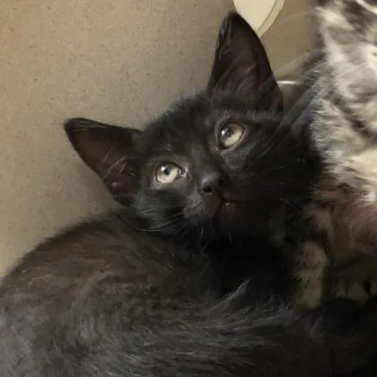 A baby medium-sized female Domestic Short Hair cat named Chappell Roan for adoption in Sacramento, CA