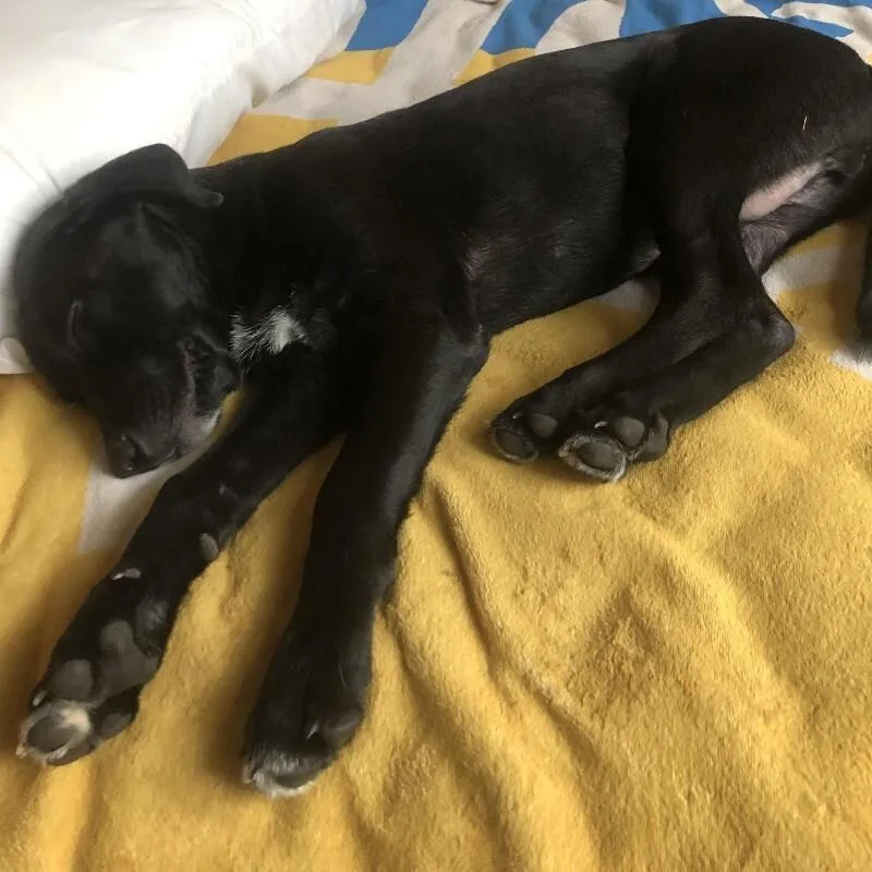 An adult medium-sized male Black Labrador Retriever dog named Barry for adoption in Austin, TX