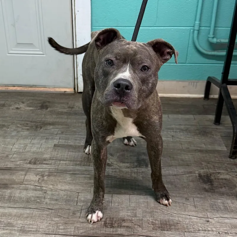 An adult medium-sized male Brindle Pit Bull Terrier dog named Jasper for adoption in Jefferson city, TN