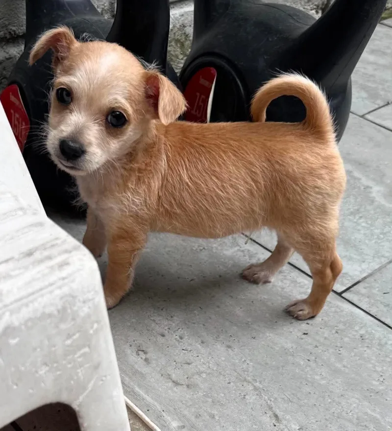 A baby small-sized male Chihuahua dog named Theo for adoption in Houston, TX