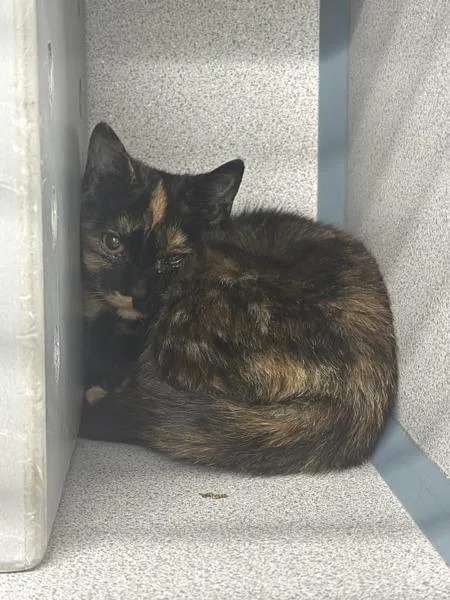 A baby small-sized female Domestic Short Hair cat named Svetlana for adoption in Skillman, NJ