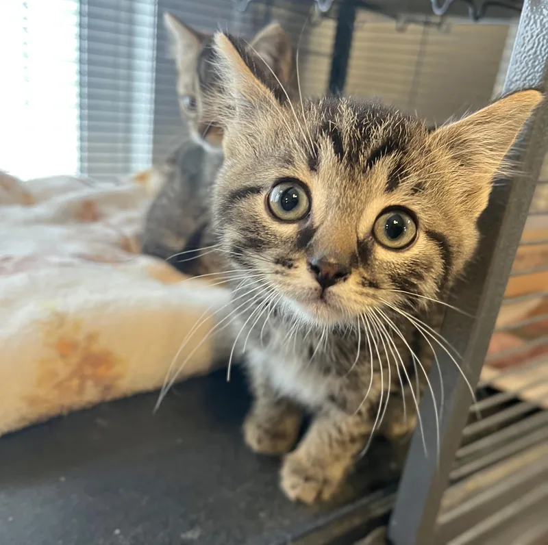 A baby medium-sized female Tabby (Brown / Chocolate) Domestic Short Hair cat named Tennille for adoption in Seville, OH