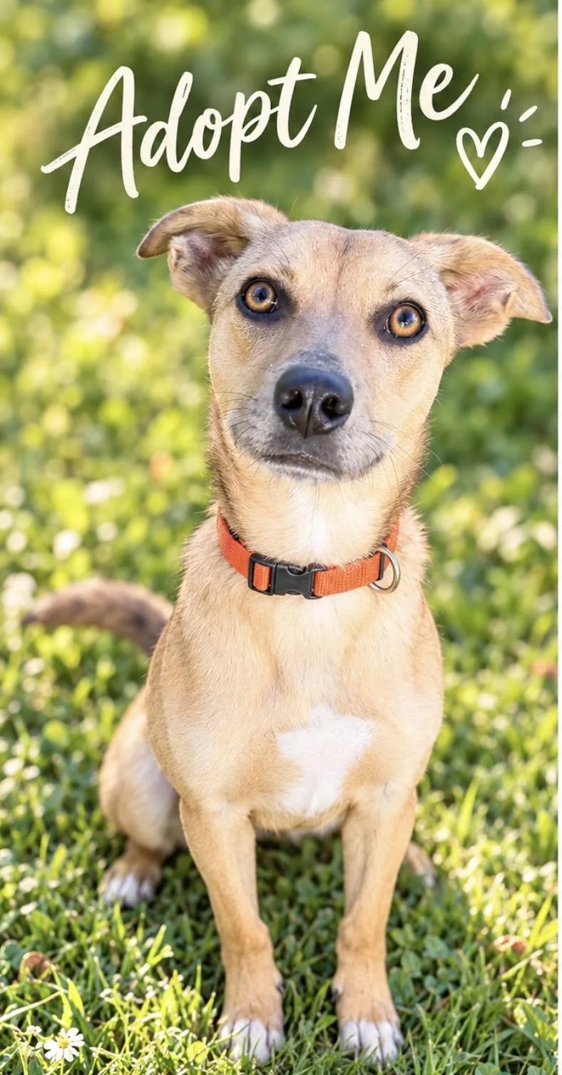 A young medium-sized male Mountain Cur dog named Buford for adoption in Manchester, CT