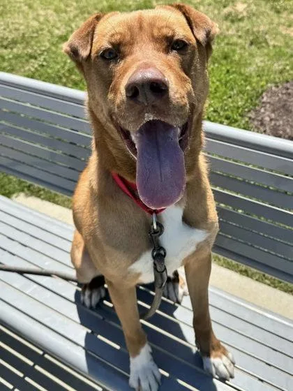 Koda