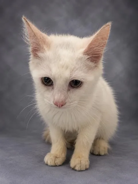 An adult large-sized male Domestic Medium Hair cat named Snowball for adoption in Winter Haven, FL