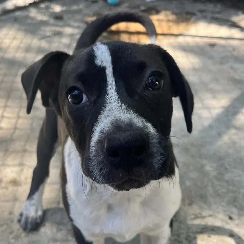 A baby small-sized female Black Mixed Breed dog named Ariel for adoption in East Hanover, NJ