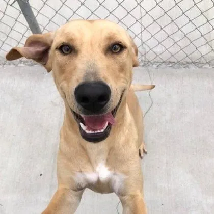 An adult large-sized female Labrador Retriever dog named Toffee for adoption in Kansas City, MO